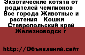  Экзотические котята от родителей чемпионов - Все города Животные и растения » Кошки   . Ставропольский край,Железноводск г.